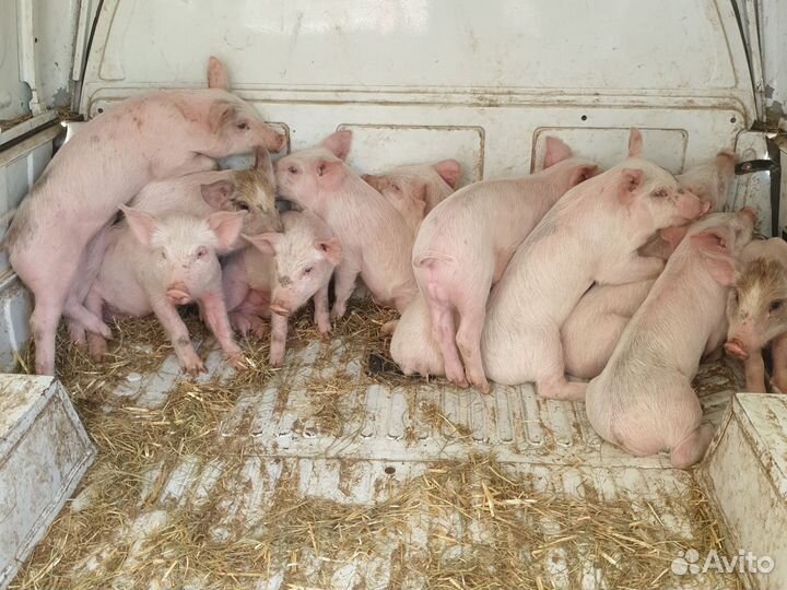 Поросят всегда есть в н-л ландрас-крупно-белая.п+д