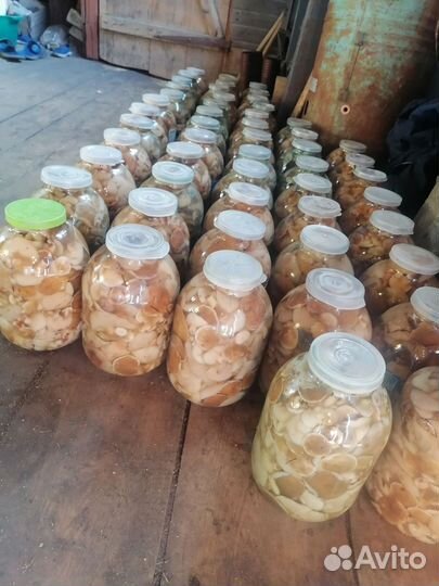 Маслята соленые