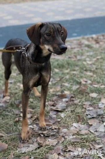 Маленькая собака