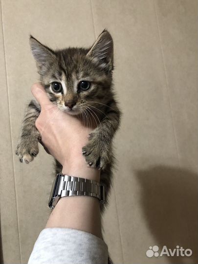 Котята