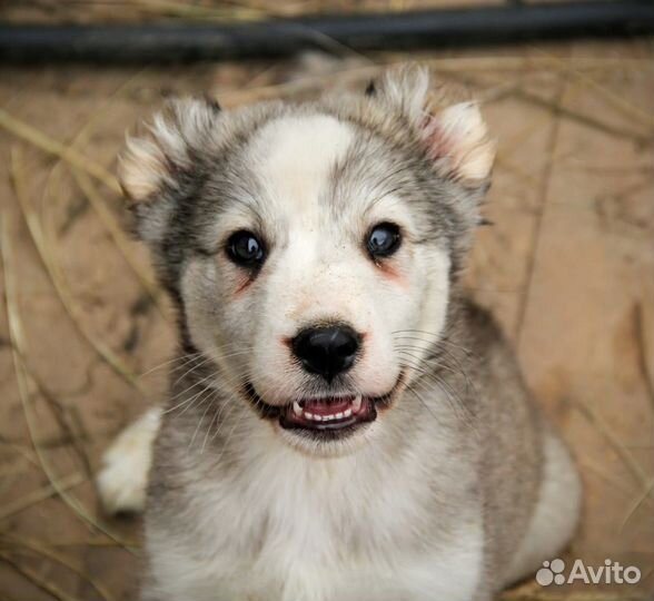 Щенки алабая