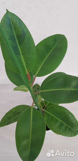 Шривериана,Голден Принцесс,Т 33