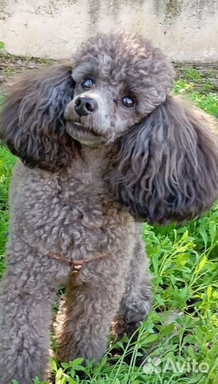 Той-пудель вязка