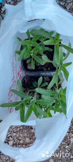 Энотера, анемоны, ирисы купена многолетнее