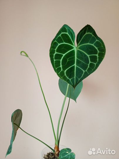 Антуриум кларинервиум, кристаллиниум