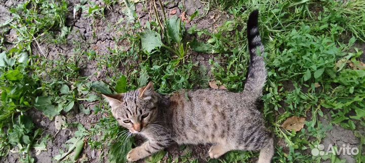 Котики бесплатно в добрые руки