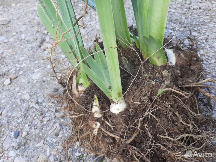 Растения для сада. Распродаю излишки