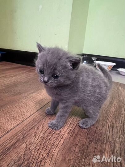 Шотландские котята