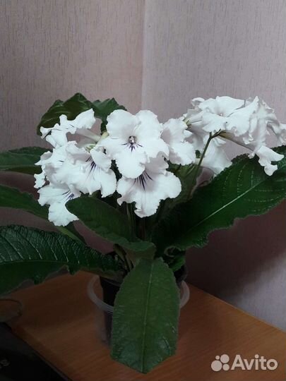 Стрептокарпус