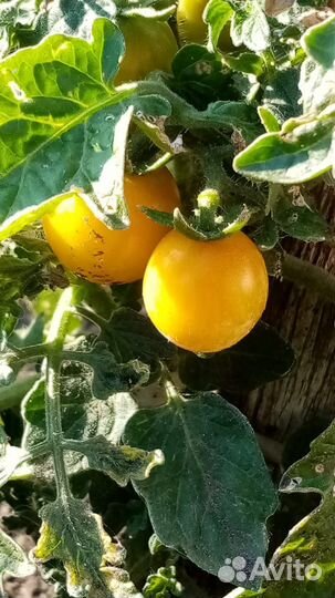Рассада помидор