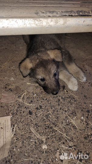 Щенки западно сибирской лайки