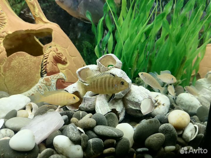 Цихлиды малыши