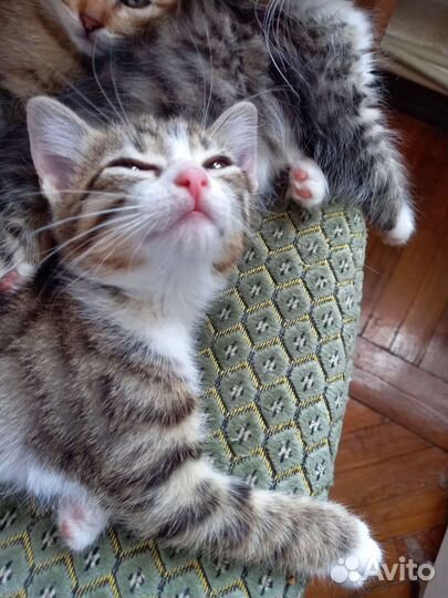 Котята в добрые руки бесплатно