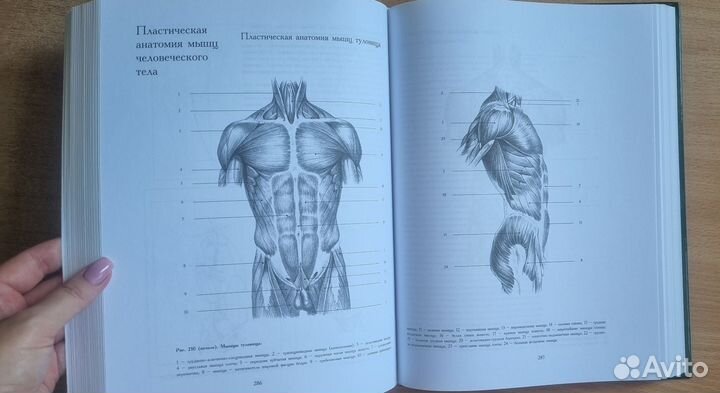 Рисунок. Основы учебного академического рисунка