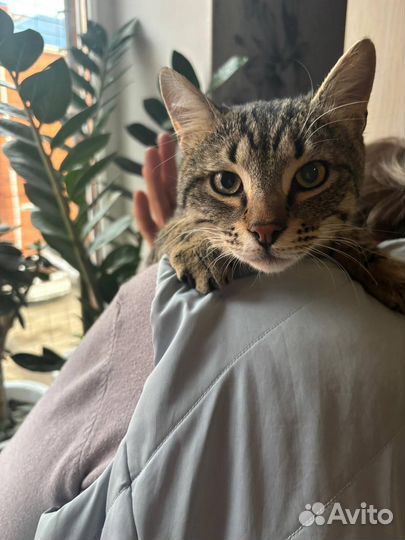 Котик в добрые руки