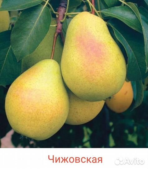 Саженцы груши