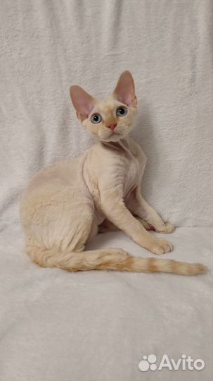 Котята девон-рекс