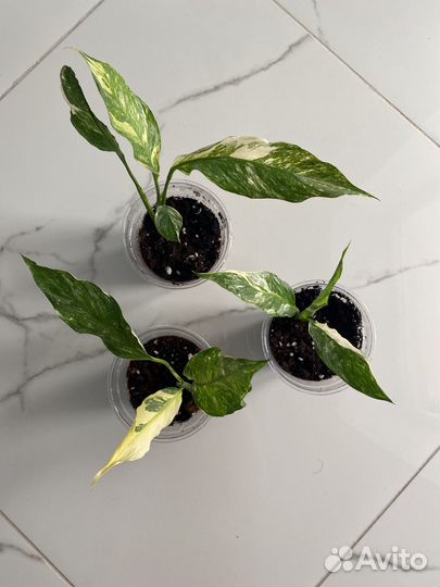 Спатифиллум