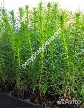 Сосна Ель Сеянцы зкс окс Саженцы Лиственница