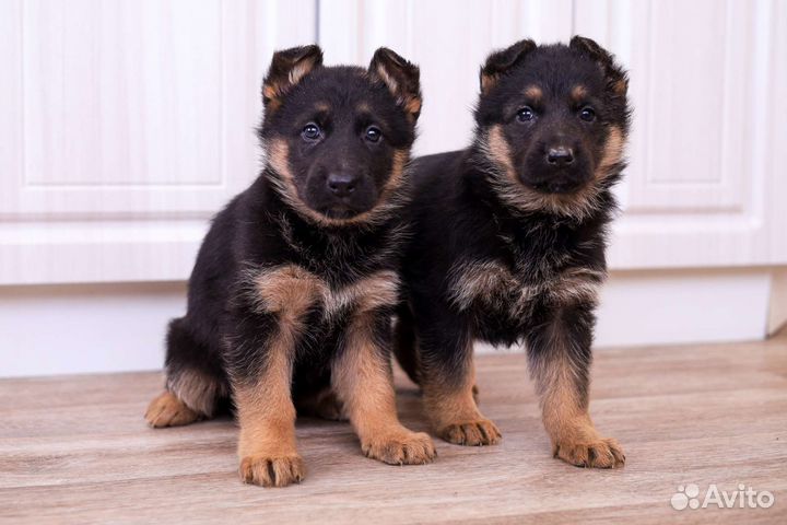 Немецкая овчарка