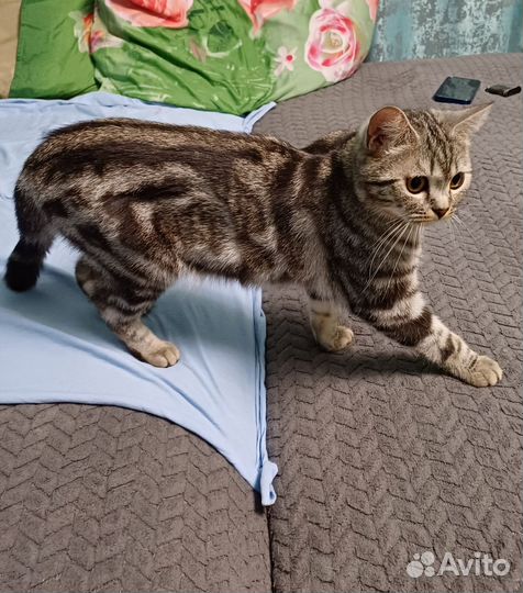 Отдам бесплатно