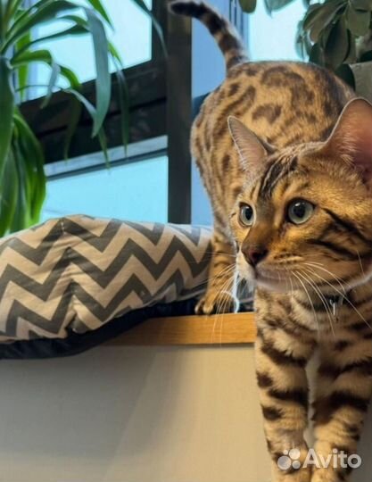 Бенгальский котик