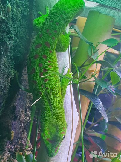 Террариум Exo Terra 60x45x60 с геконом