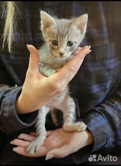 Котята в дар