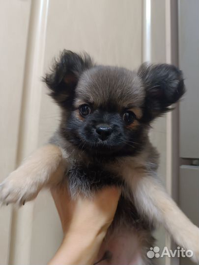 Щенок чихуахуа