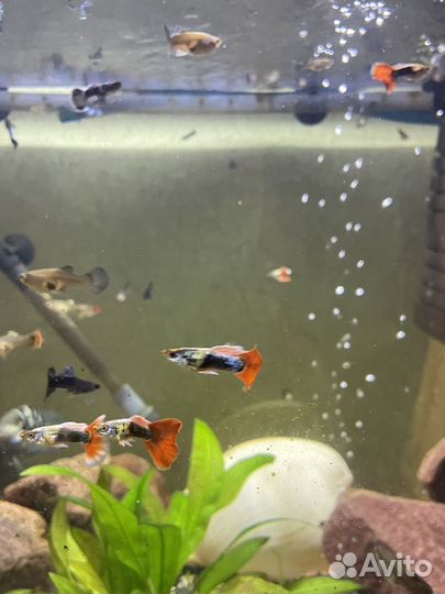 Аквариумные рыбки Гуппи