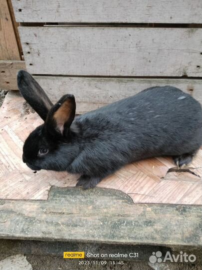 Кролики мясных пород