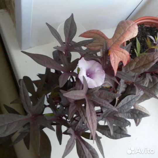 Ипомея батат