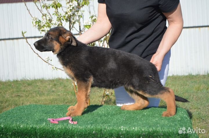 Щенки немецкой овчарки с документами