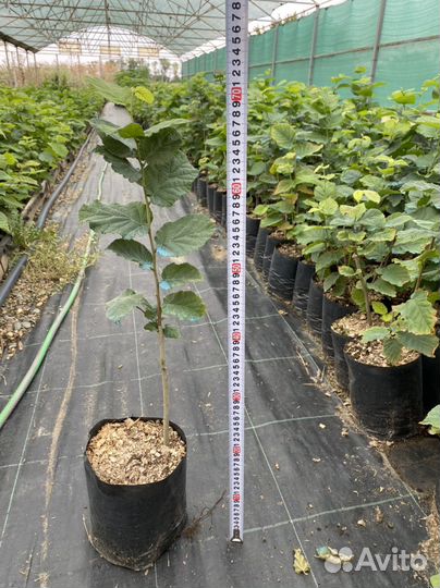 Саженцы фундука 2-х летние в зкс