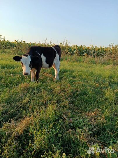 Телочка 4,5месяца