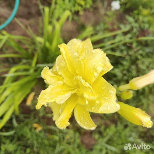 Лиленик и эхинацея розовоя