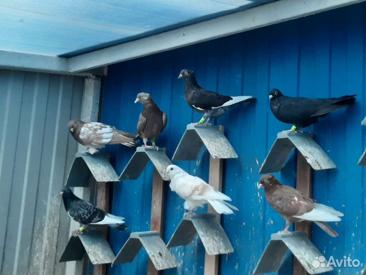 Американские кормилки