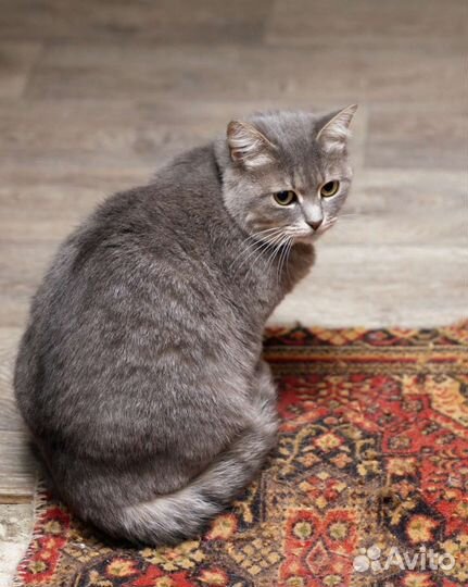 Илона в добрый дом