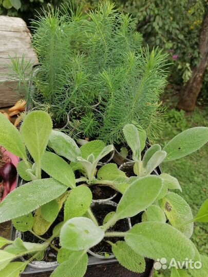 Многолетние цветы