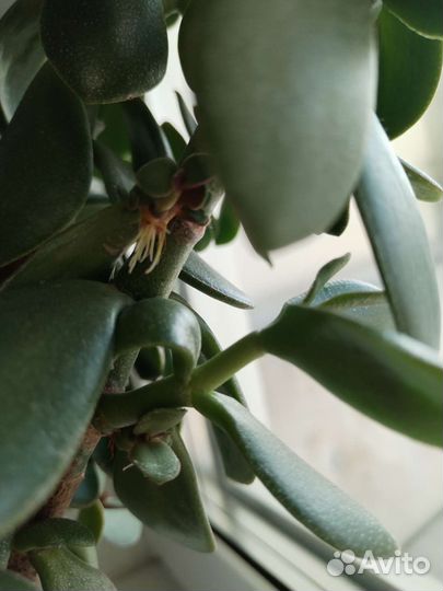 Денежное дерево