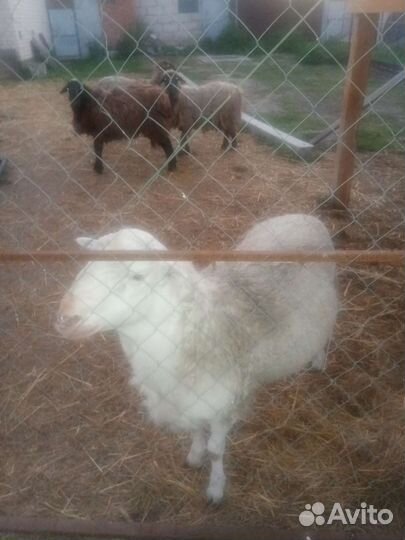 Овцы бараны