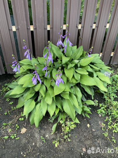 Хоста сортовая блу ангел