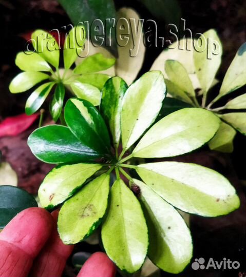 Шеффлера вариегатная Жанин Лимонная Белая