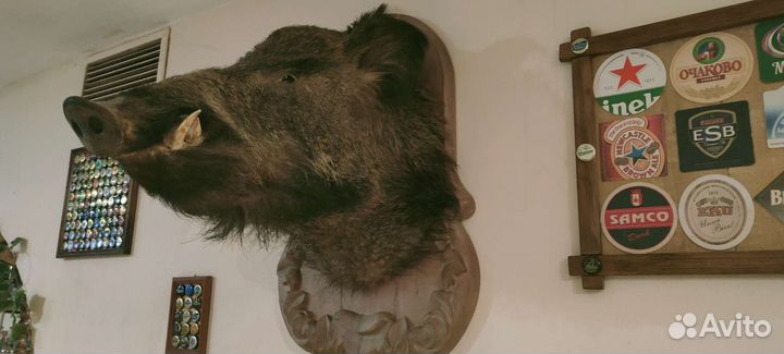 Чучело головы кабана