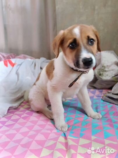 Очень красивая девочка в добрые руки