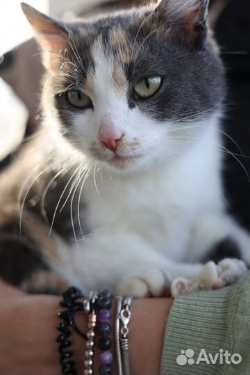 Кошка- компаньон ищет свою семью