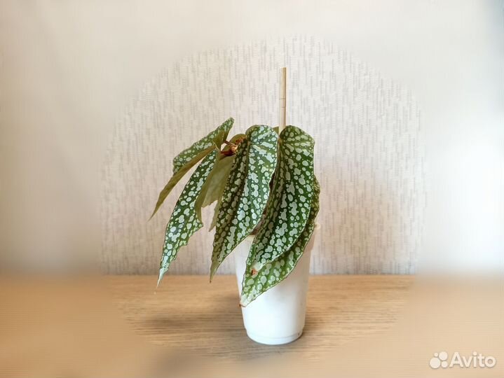 Бегония White ice