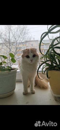 Шотландская кошка