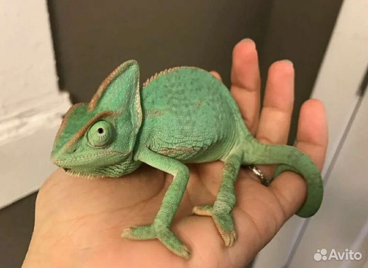 Передержка грызунов и рептилий. Выгул собак