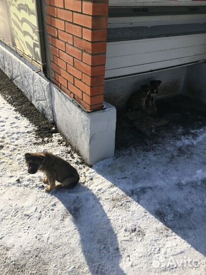 Пристраиваются щенки